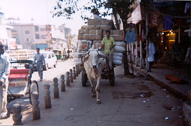 Stierwagen auf der Chandni Chowk